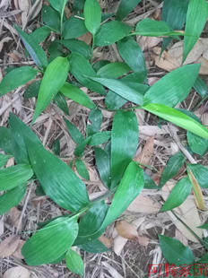淡竹叶种苗 青竹叶 竹叶茶 竹叶草 碎骨子 山鸡米 迷身草
