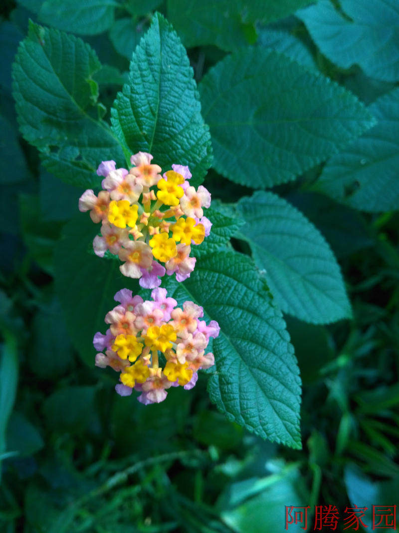 五色梅 马缨丹 五色花 臭花树 刺梅 刺苏 如意花 中草药