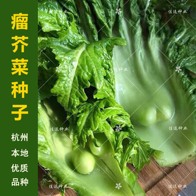 杭州本地瘤芥菜种子秋季腌制菜种