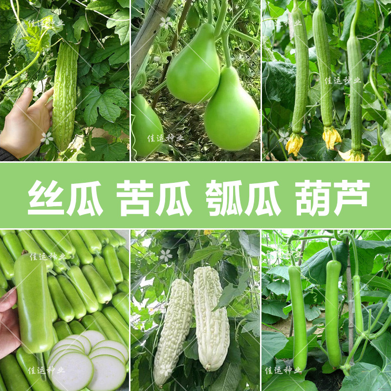 各类香丝瓜长苦瓜瓠子瓜菜葫芦种子夜开花短瓠瓜西葫芦八棱瓜籽孑