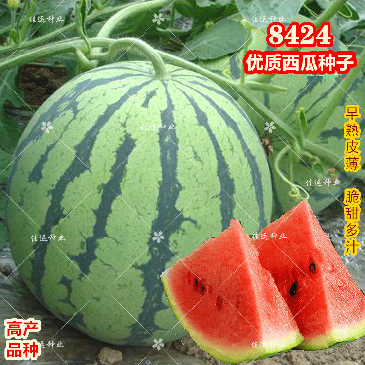 8424西瓜种子 南方四季高产早佳懒汉超甜薄皮 早熟麒麟西瓜种孑籽