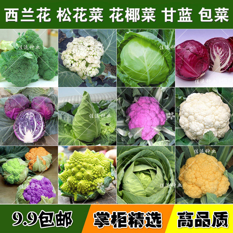 蔬菜种子花椰菜松花菜西兰花西蓝花有机花菜菜花青花菜甘蓝四季播