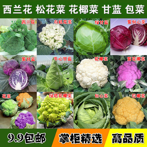 松花菜种子质量怎么样 松花菜种子口碑怎么样 小麦优选