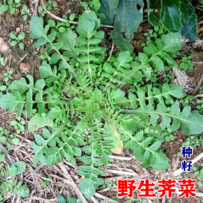 野生荠菜种子鲜嫩四季播蔬菜种孑