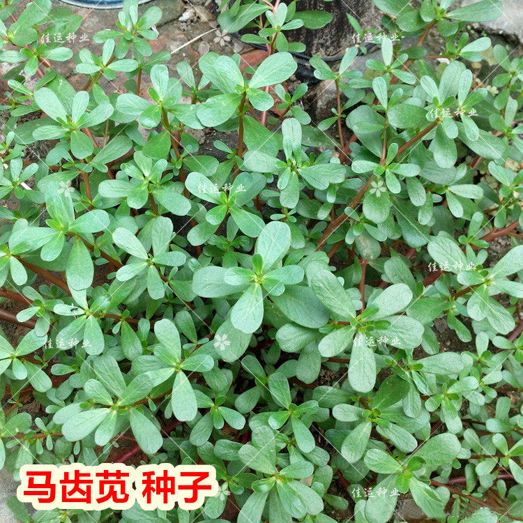 马齿笕种子  野菜马齿苋蚂蚱菜 四季盆栽 有机野生蔬菜长寿菜种子