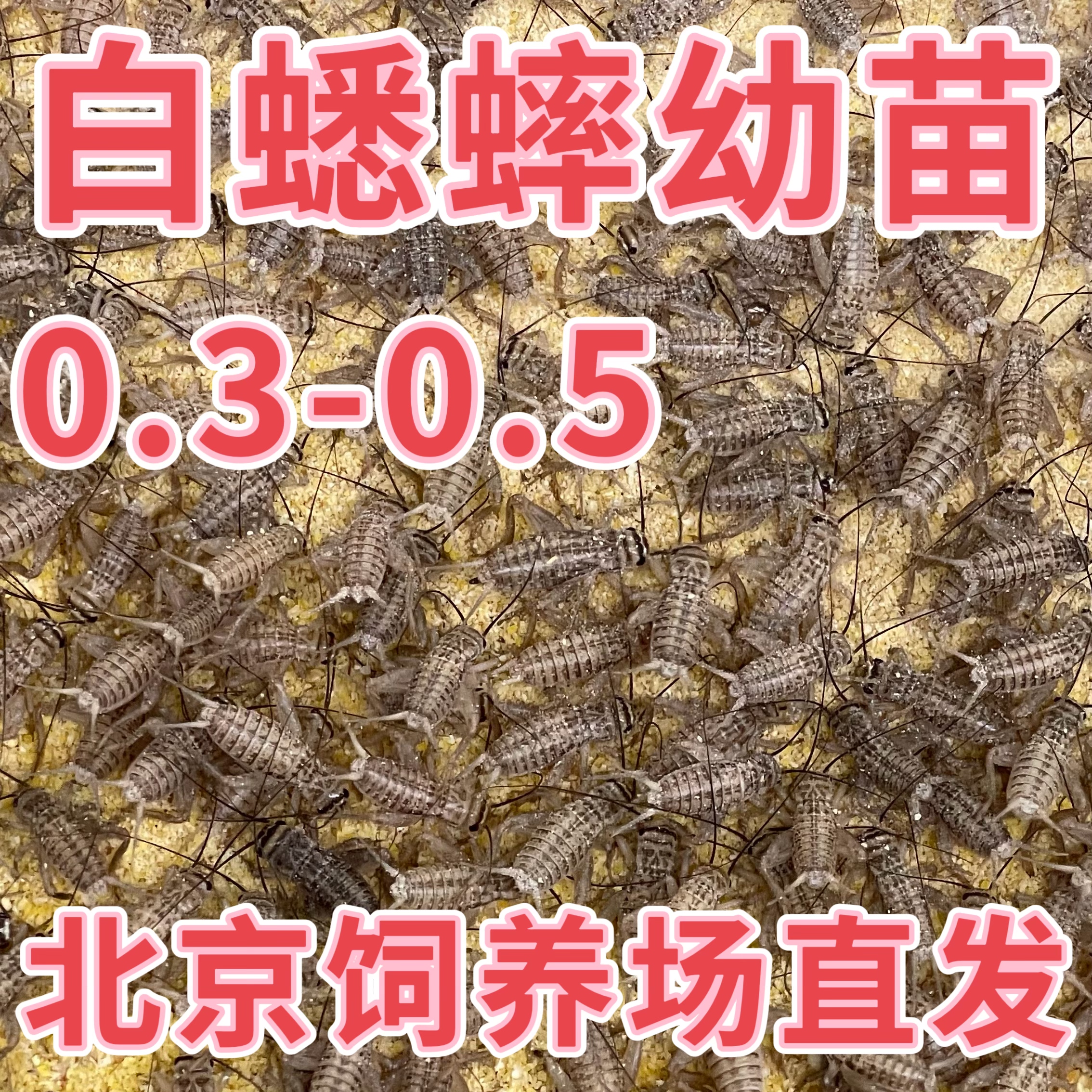 北京发货白蛐蛐油葫芦活体白蟋蟀蜘蛛睫角守宫蛛树蛙开口爬宠饲料