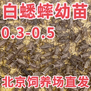 北京发货白蛐蛐油葫芦活体白蟋蟀蜘蛛睫角守宫蛛树蛙开口爬宠饲料