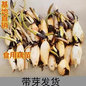 食用莲藕种苗种根池田高产大型蔬菜莲藕荷花苗粉脆籽藕种根苗藕苗