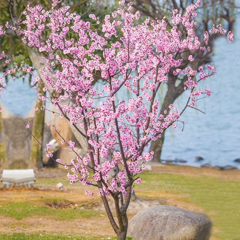 庭院观花植物嫁接重瓣樱花树苗耐寒大型名贵风景树盆栽花卉