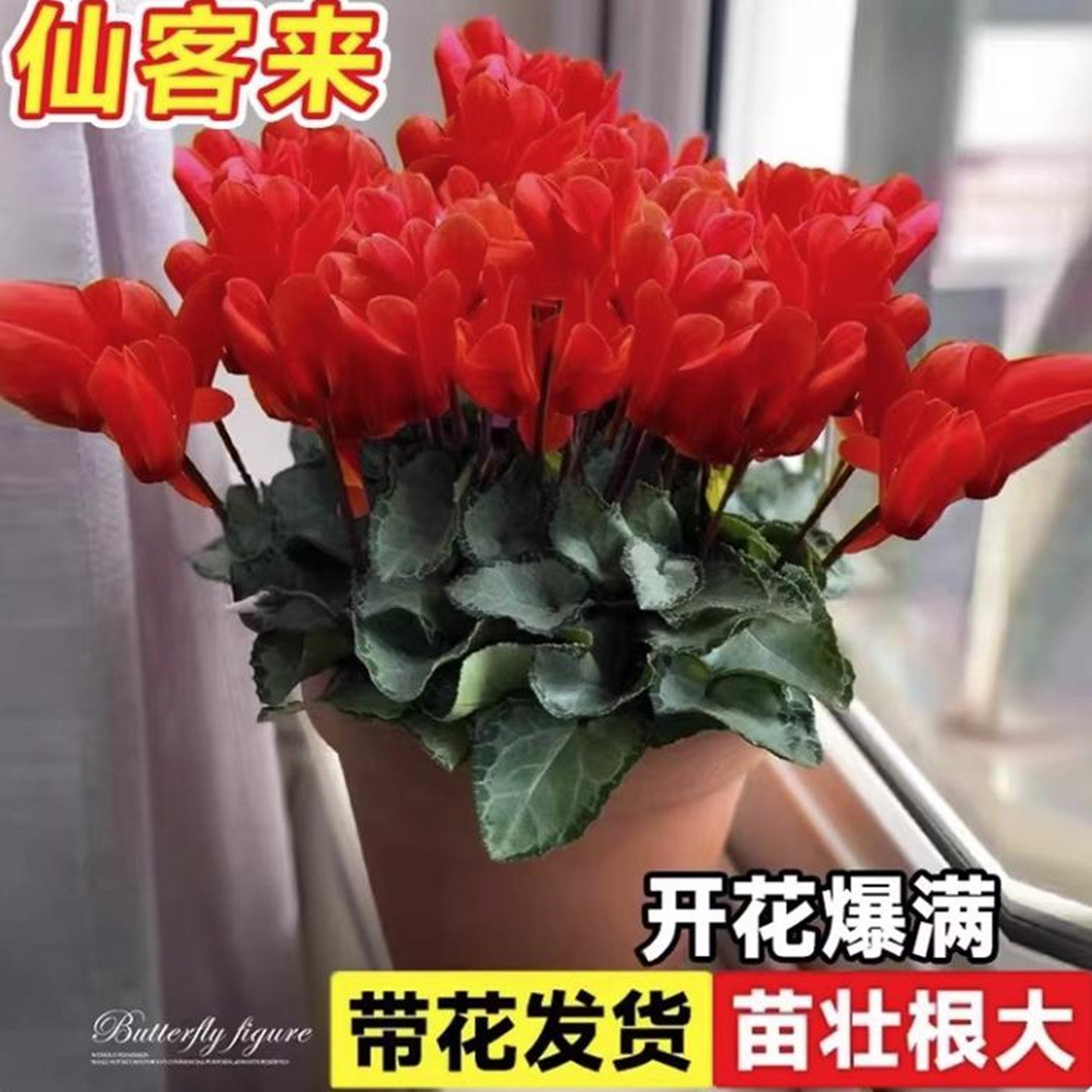 仙客来盆栽带花苞室内花卉重瓣年宵花好养大花苗观花植物易活好看