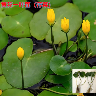 圆叶萍荇菜萍蓬草浮萍水浮莲莼菜庭院净化空气黄花一叶莲盆栽鱼缸