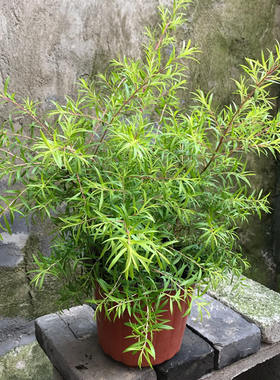 黄金香柳树苗室外植物庭院花园多年生木本植物青黄金香柳盆栽