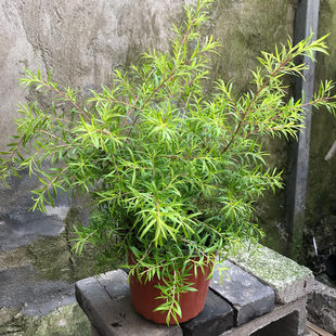 黄金香柳树苗室外植物庭院花园多年生木本植物青黄金香柳盆栽
