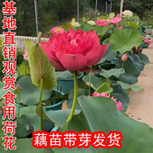 莲藕种根苗荷花苗盆栽水养莲花大型食用池塘观赏睡莲水培碗莲种藕