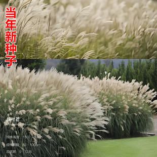 细叶芒野草籽护坡固土绿化多年生狗牙根高羊茅四季常青白茅草种子