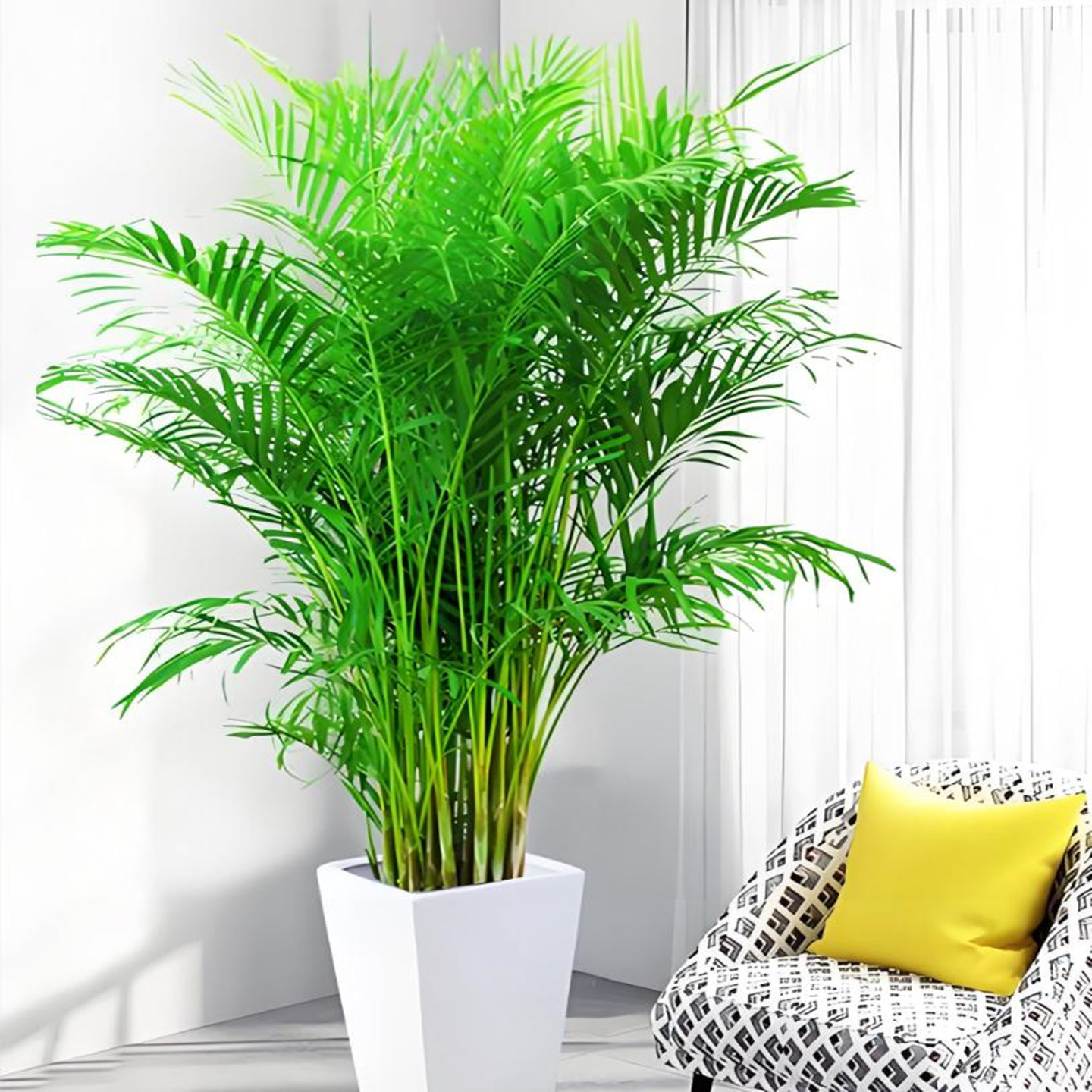 散尾葵植物凤尾竹盆栽客厅桌面大型富贵椰子花卉绿植天堂鸟绿植花