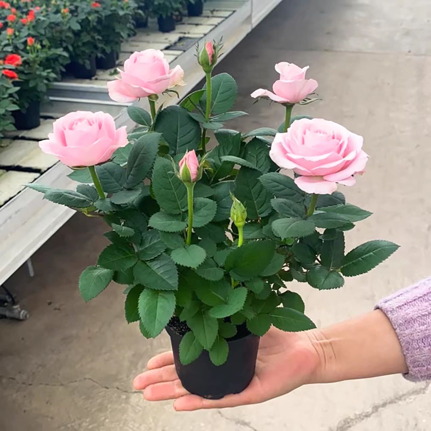 玫瑰花苗浓香特大花带花苞花卉绿植物室内外庭院阳台盆栽蔷薇月季