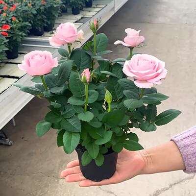 【带花苞】玫瑰花苗浓香特大花