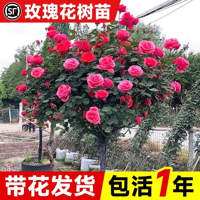 玫瑰花树苗带花苞特大号