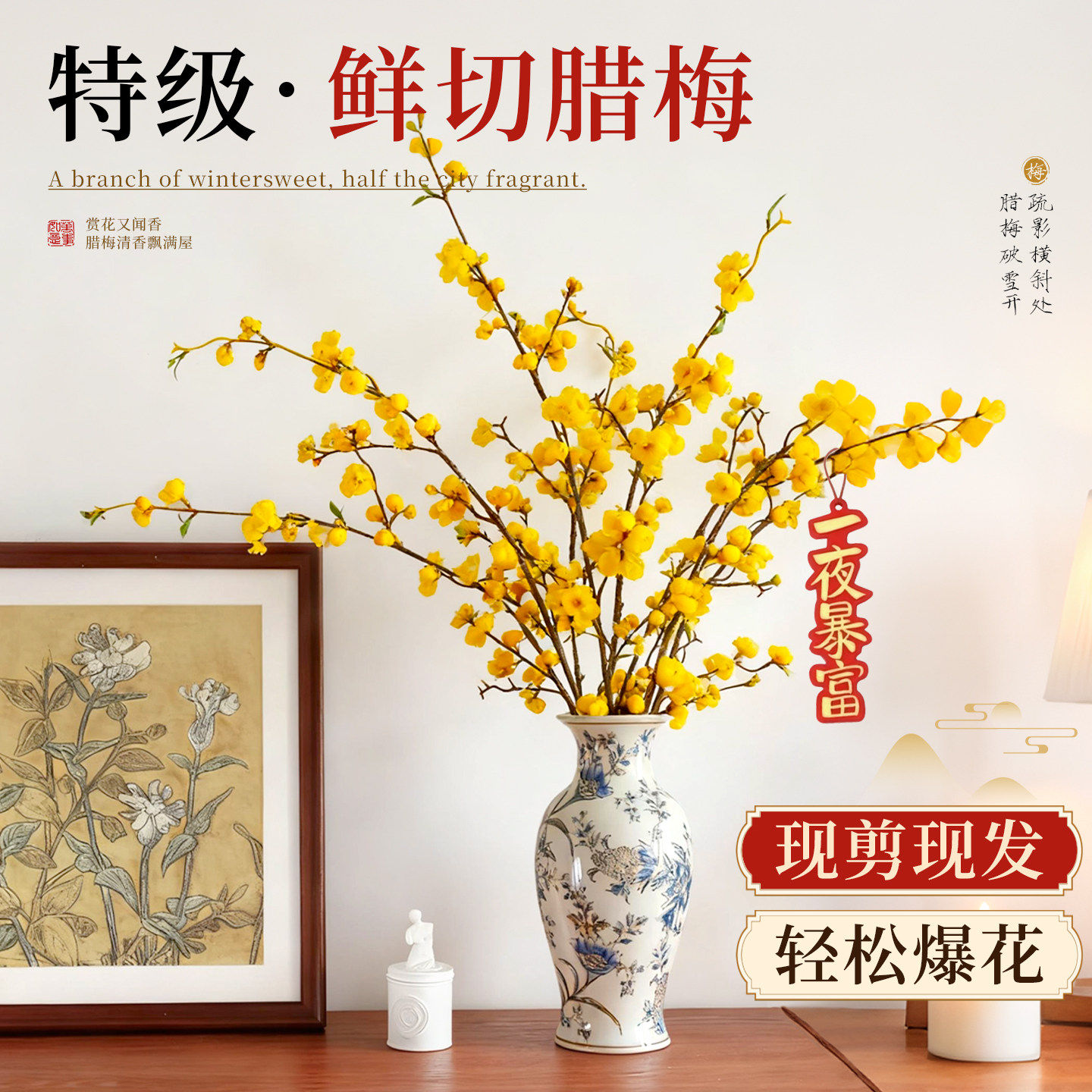 腊梅老桩干支梅花植物花卉正宗水培树苗枝条鲜切花浓香型耐寒好养