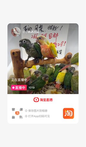 小太阳说话亲人会说话鹦鹉粘人雏鸟宝宝带标识卡会说话亲人可爱