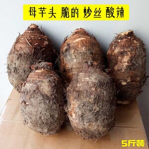 江西母芋头炒丝酸辣脆大芋头新鲜蔬菜农家现挖现发非香芋头5斤装