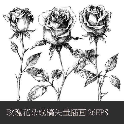 A0347矢量AI设计素材 玫瑰花朵黑白剪影线稿logo抽象复古图案