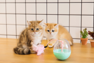 享乐猫 正版OurPets奥派兹 钓鱼羽毛不倒翁自动旋转逗猫玩具 包邮