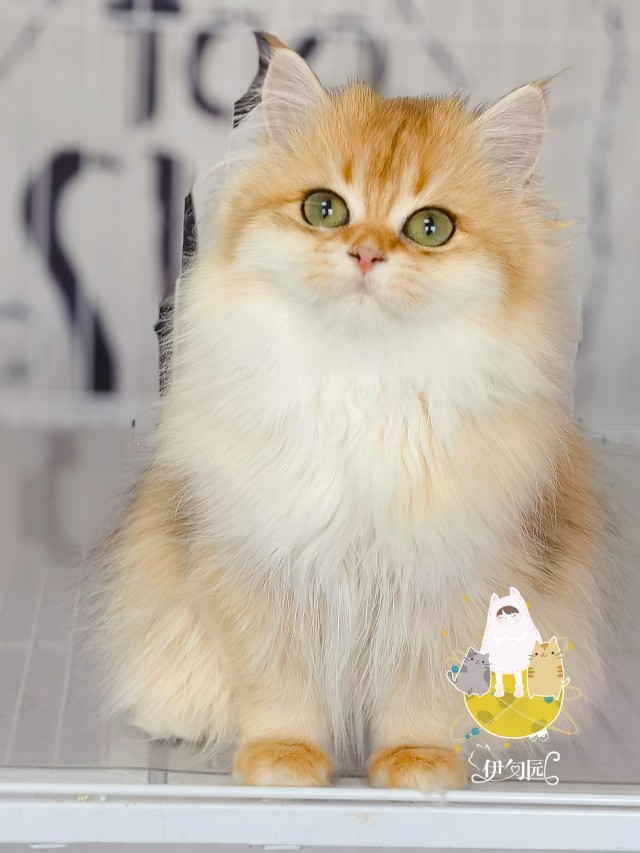 金渐层英国长毛猫ny11金长宝宝宠物猫幼猫