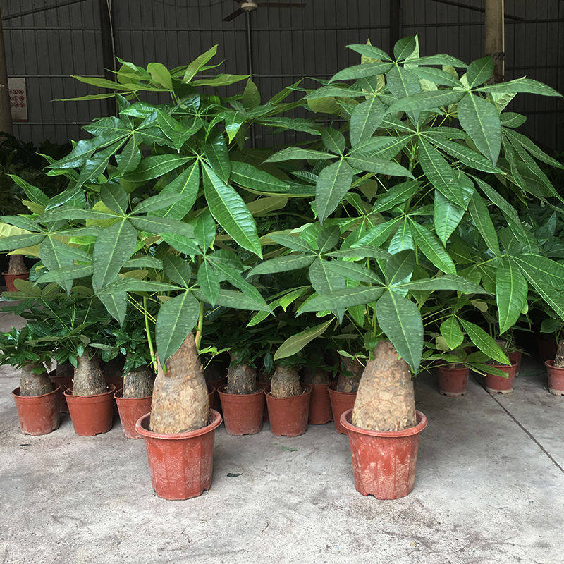 四季发财树摇钱大小号苗棵颗盆栽客厅旺宅招财常青吸甲醛植物