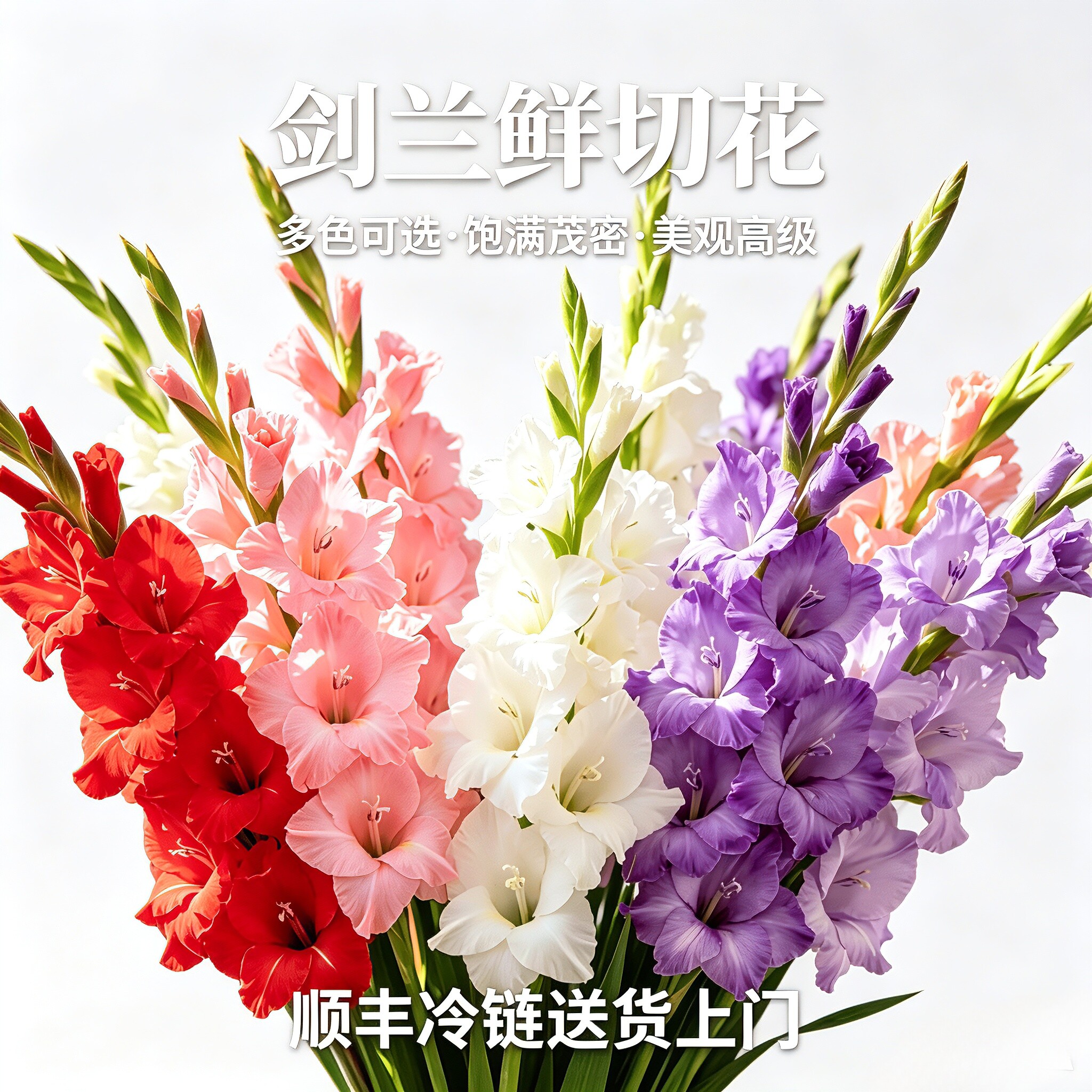 剑兰鲜切花阳光粉香芋紫鲜花水培家用客厅插花鲜花节日送礼花期长