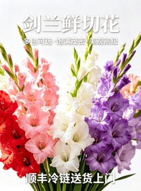剑兰鲜切花阳光粉香芋紫鲜花水培家用客厅插花鲜花节日送礼花期长