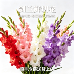 剑兰鲜切花阳光粉香芋紫鲜花水培家用客厅插花鲜花节日送礼花期长
