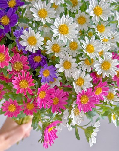 鲜花云南基地直发顺丰冷链迷你菊紫色红色鲜花家庭办公室水养插花