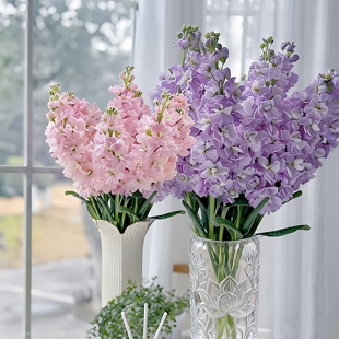 紫罗兰鲜花云南基地直发家用插花昆明花卉斗南顺丰包邮鲜切花