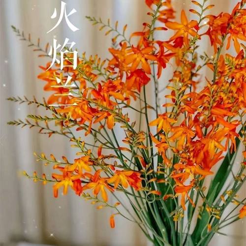 新店促销顺丰冷链火焰兰鲜花家庭办公室水养插花鲜切花