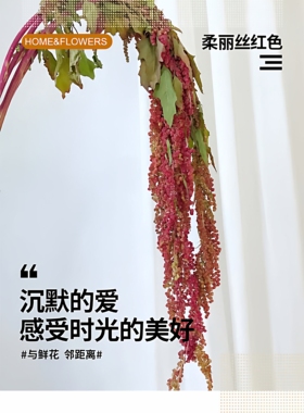 顺丰冷链柔丽丝吊米花家庭办公室水养插花婚庆用花商务用花