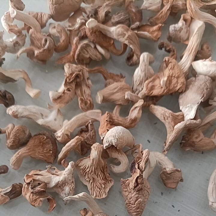 神农架特大个虾米菇250克山珍野味香菇干货2件包邮贵一点好很多