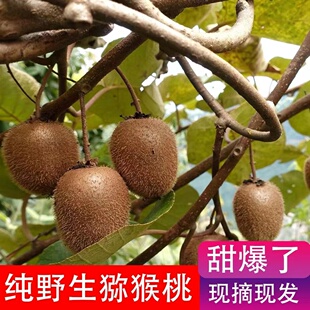 野生猕猴桃新鲜现发湖南香甜小奇异果水果泡酒5斤整箱