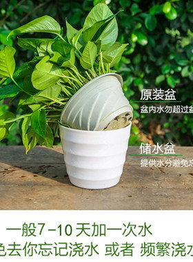吸水盆简约塑料吸水盆储水盆加厚