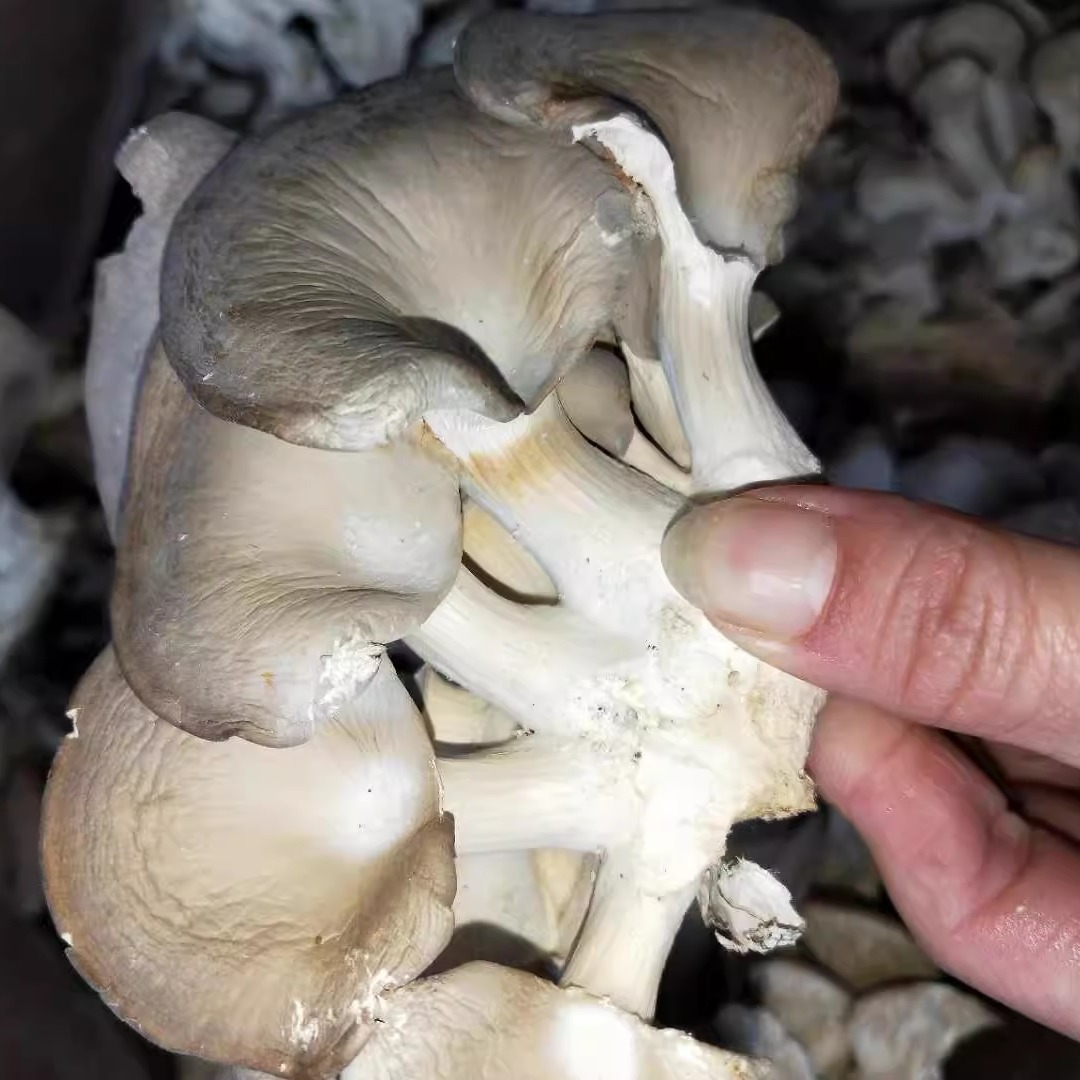 福建古田特产 平菇干货干真姬菇煲汤凤尾食用菌秀珍菇500g