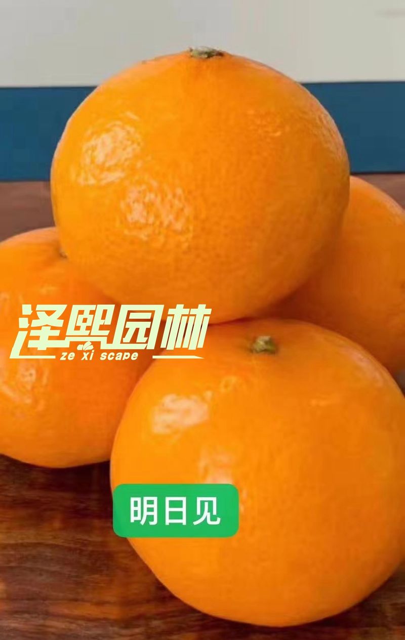 示范园直发  明日见 阿斯蜜 高档水果苗 柑橘苗地栽苗 春见升级版