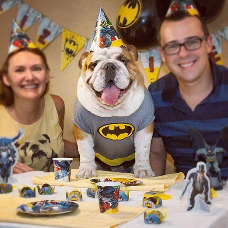 原创蝙蝠侠宠物衣服英斗法斗恶霸犬巴哥雪纳瑞胖狗狗夏季秋装