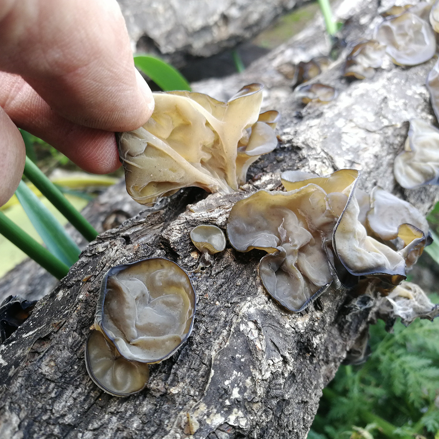 野外柞木椴木耳干货农家自种新鲜