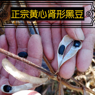 25年黑豆老品种打豆浆专用山西特产醋泡黄心肾形小黑豆山丫头1斤