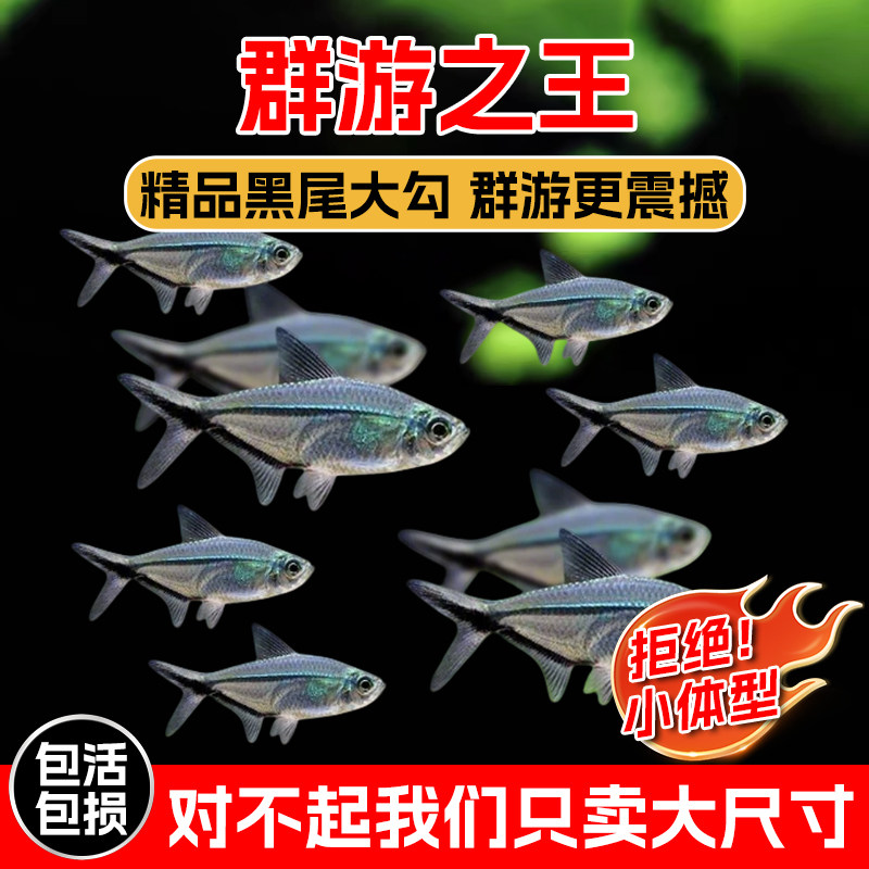 水族混养活体黑尾大勾群游鱼好养的小型热带鱼群游观赏鱼小型鱼