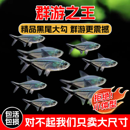 水族混养活体黑尾大勾群游鱼好养的小型热带鱼群游观赏鱼小型鱼