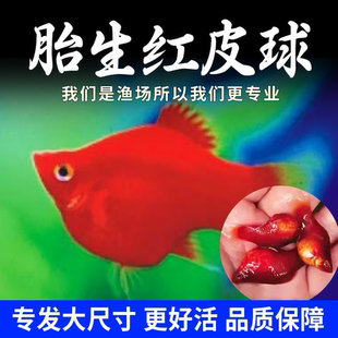 精品纯种红皮球红太阳球小型观赏鱼玛丽球原生鱼活体精品活体鱼