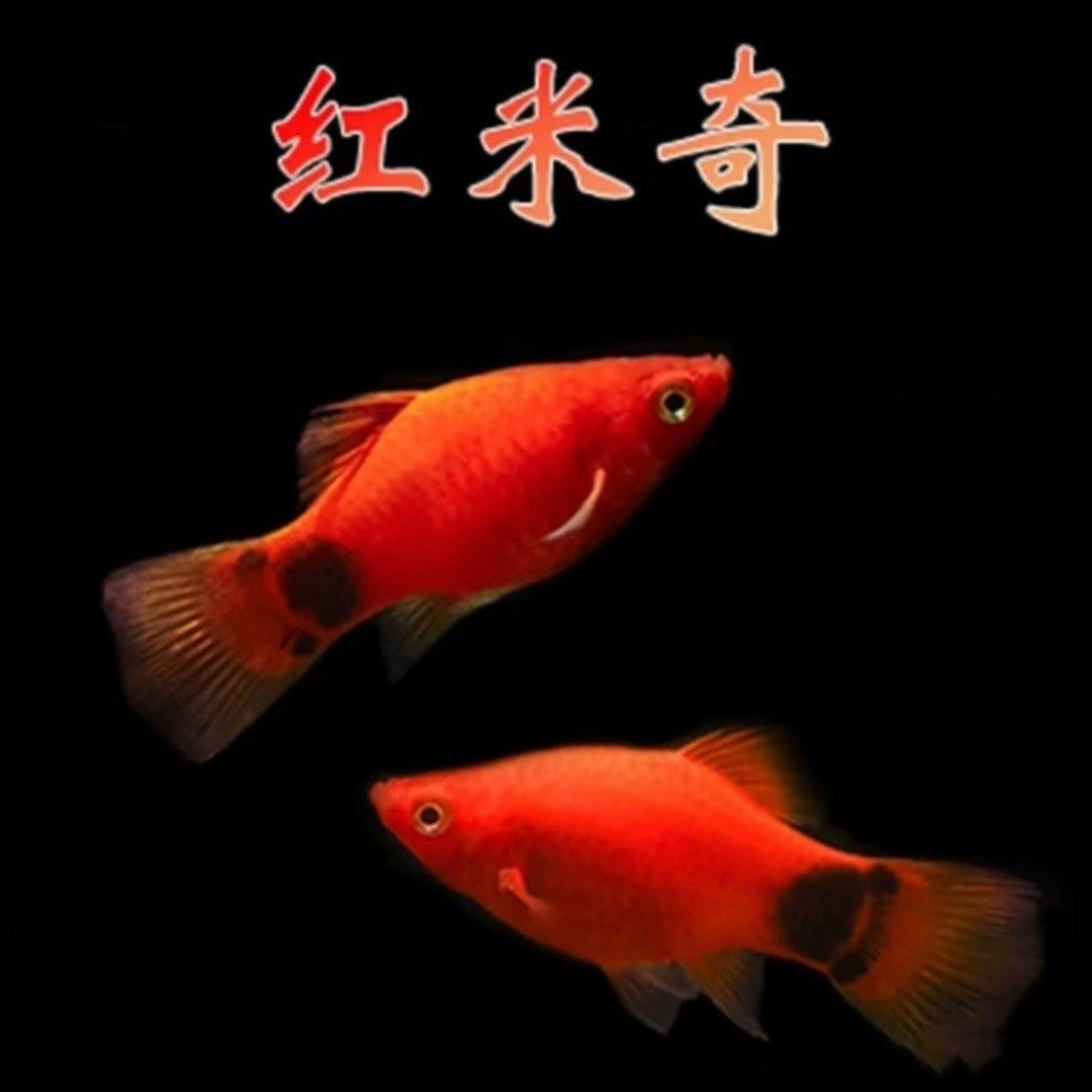 精品红米奇小型鱼活体观赏鱼玛丽鱼小鱼胎生鱼热带鱼鱼苗好养耐活