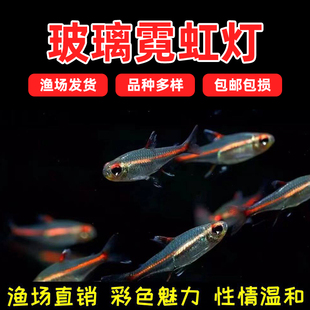 红光管鱼玻璃霓虹灯热带观赏鱼水草缸热带群游小型红灯管灯鱼活体